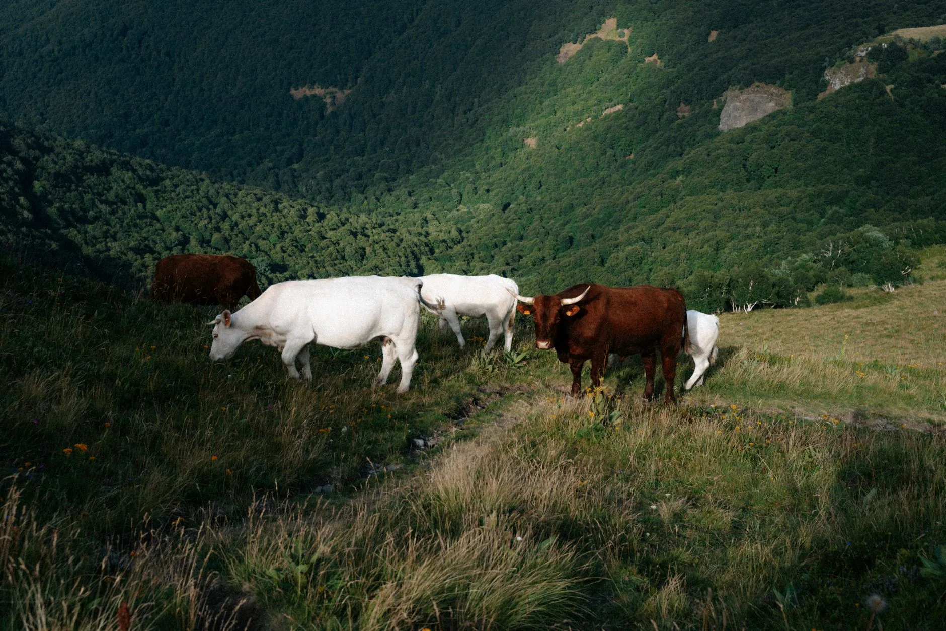 Vaches de race Salers dans un pâturage de montagne en Auvergne